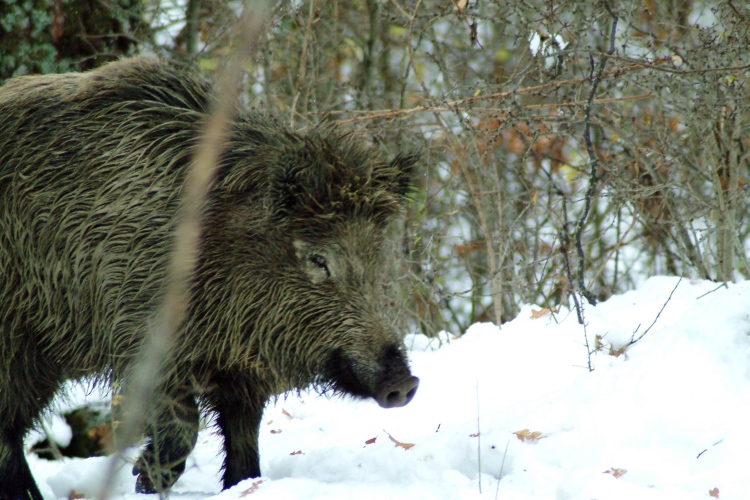 cinghiale